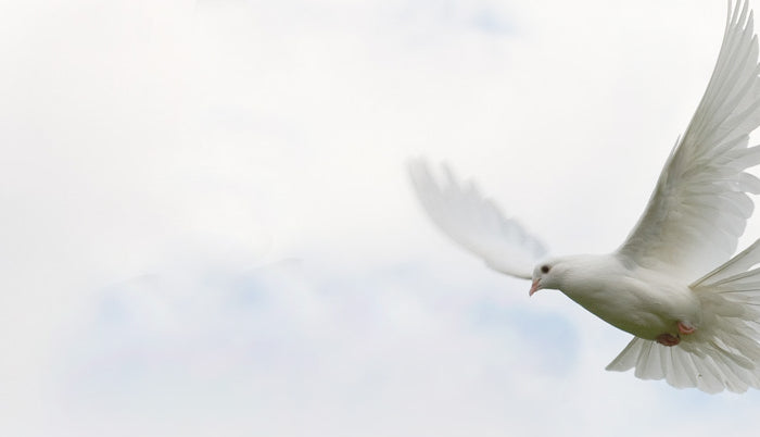 Dove Orders